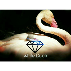 White Duck Gems